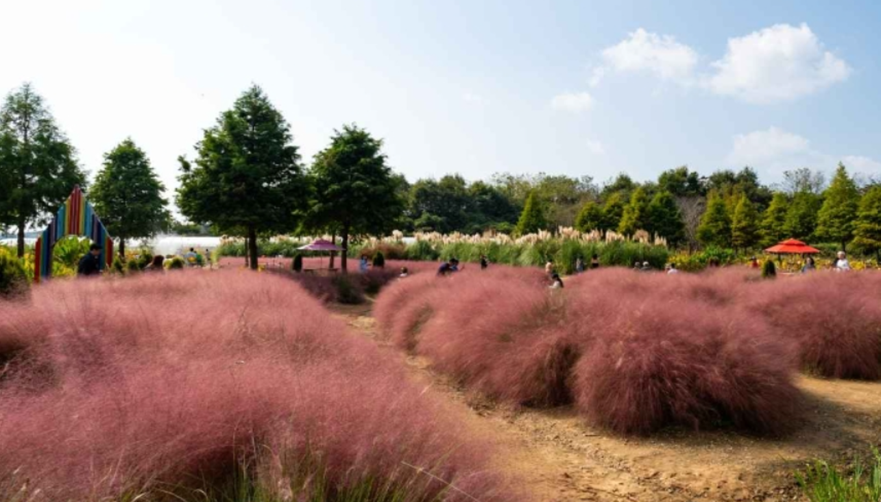 청산수목원 연못의 연꽃과 수련