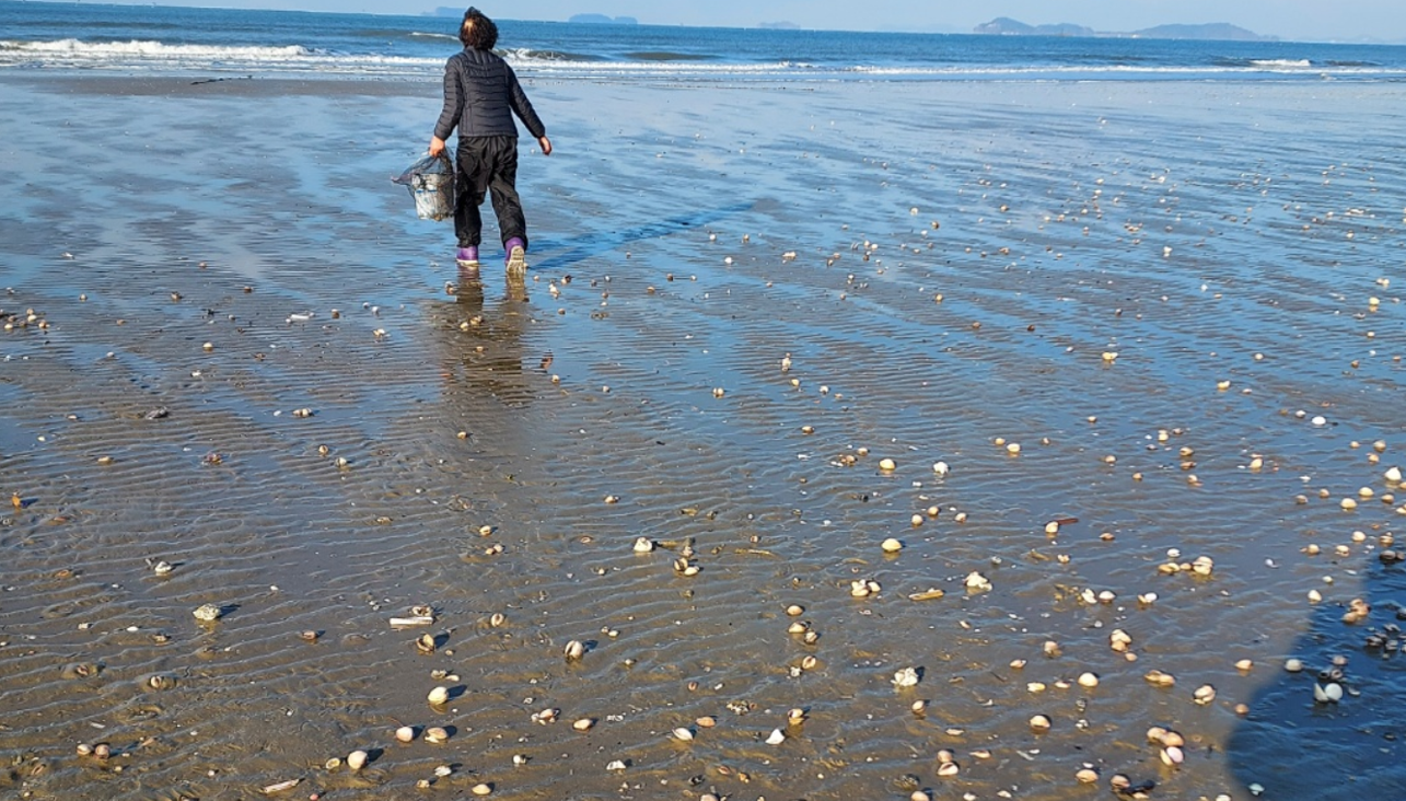 기지포 갯벌 조개잡이