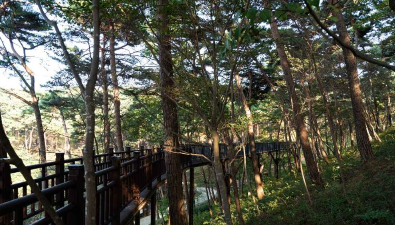 안면도 자연휴양림 숲길